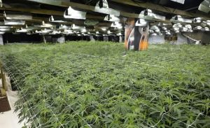 How Was the Cannabis Operation at Aspers Casino Discovered?